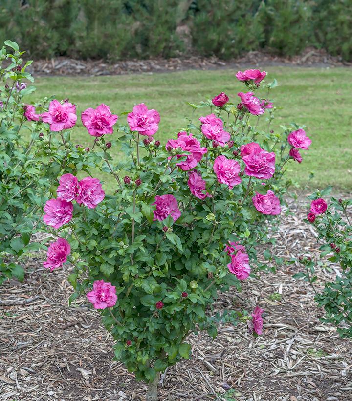 Image Credit: Spring Meadow Nursery