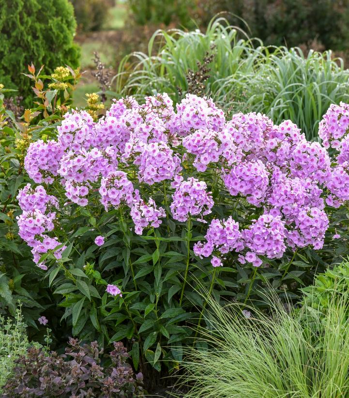 Image Credit: Walters Gardens