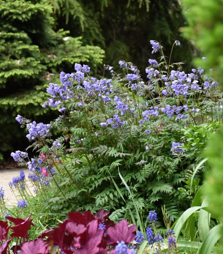 Image Credit: Walters Gardens