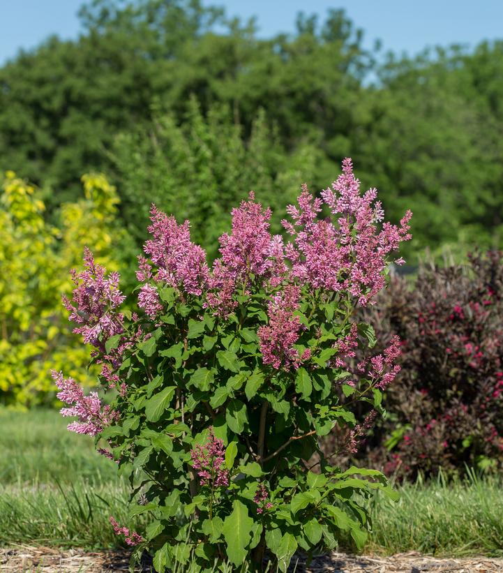 Image Credit: Bailey Nursery