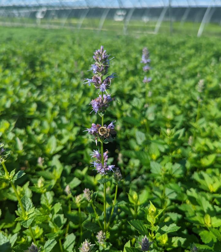 Agastache foeniculum - Anise Hyssop from Prides Corner Farms