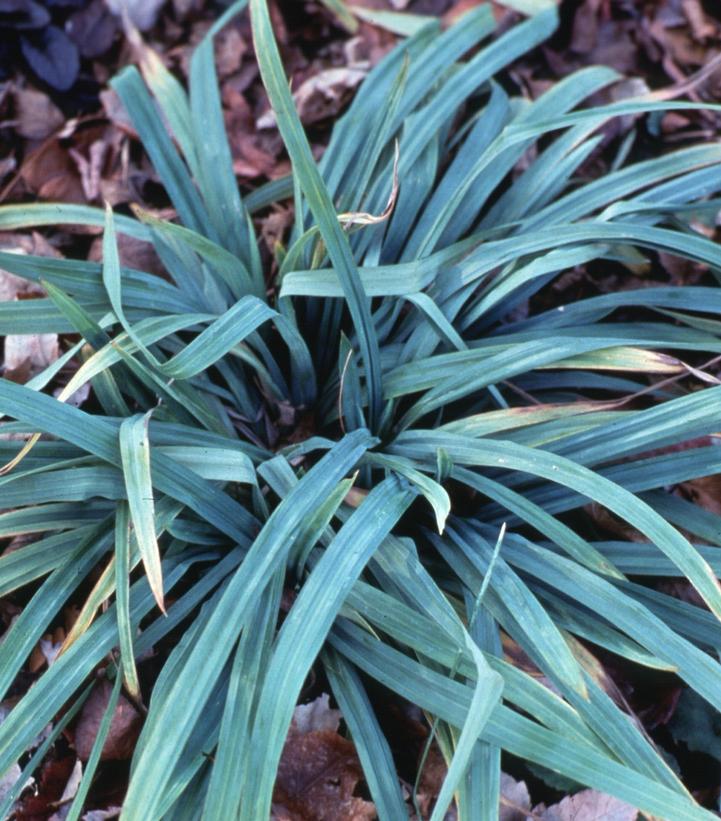 Carex flaccosperma -photo courtesy of North Creek Nurseries