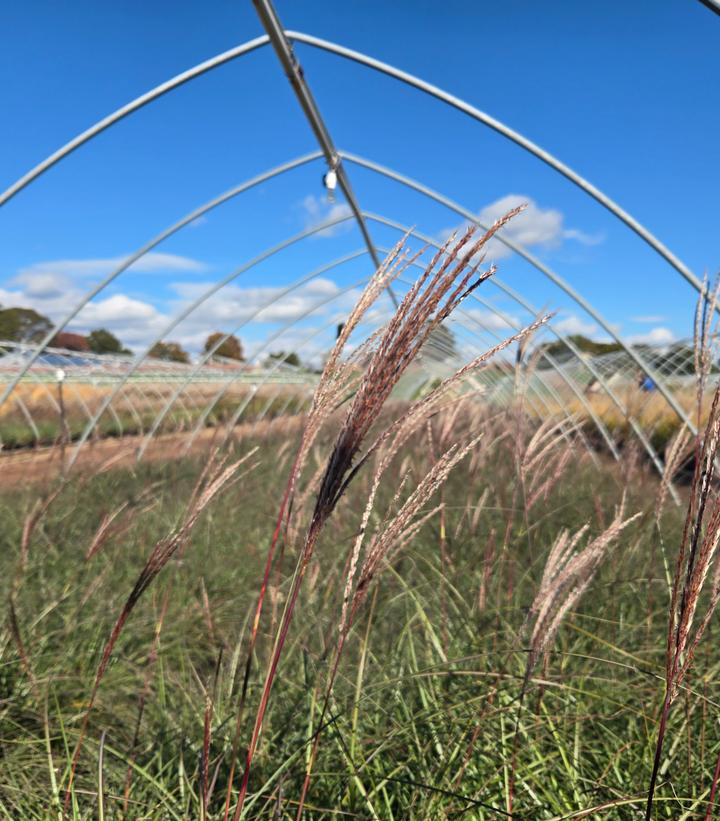 Image Credit: Prides Corner Farms