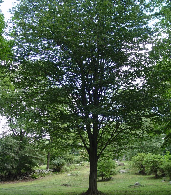 Fagus grandifolia