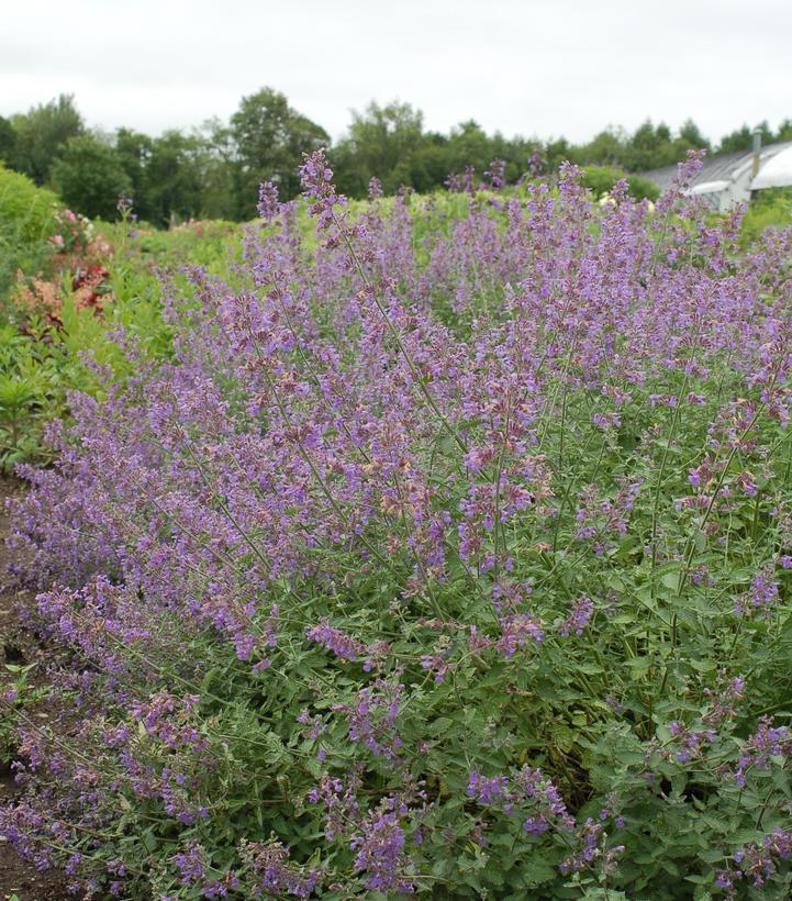 Image Credit: Prides Corner Farms