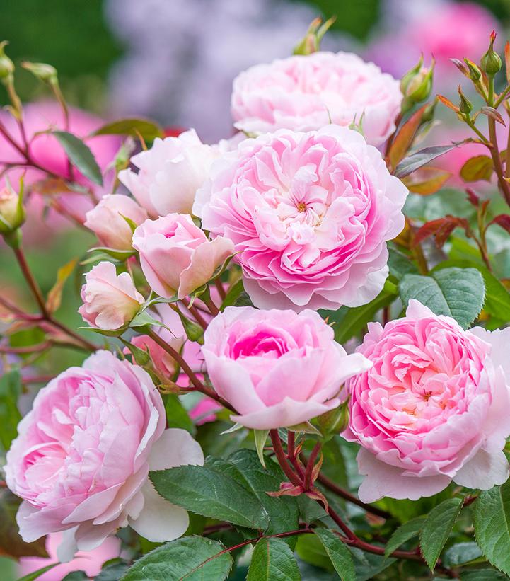 Image Credit: David Austin Roses