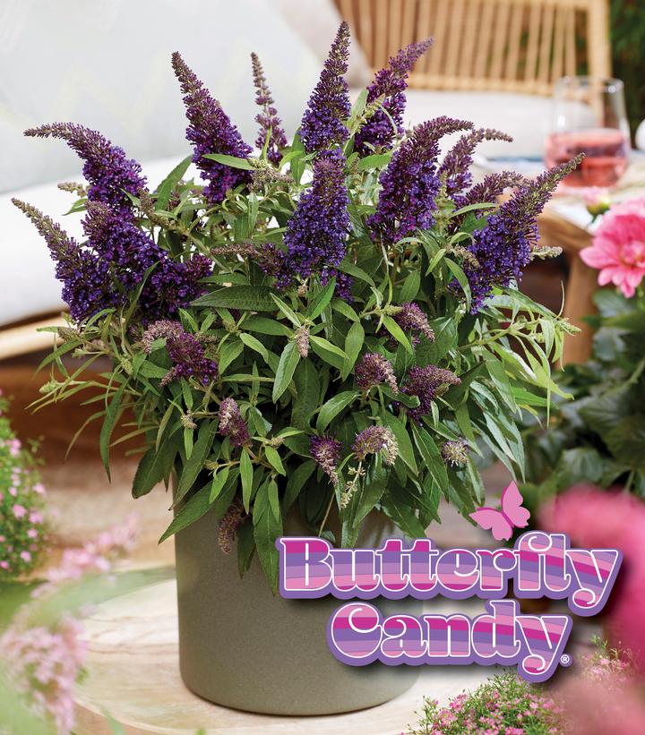 Image Credit: Butterfly Candy