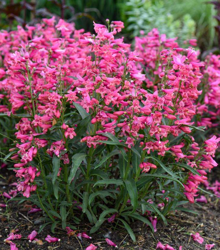 Image credit - Walters Gardens