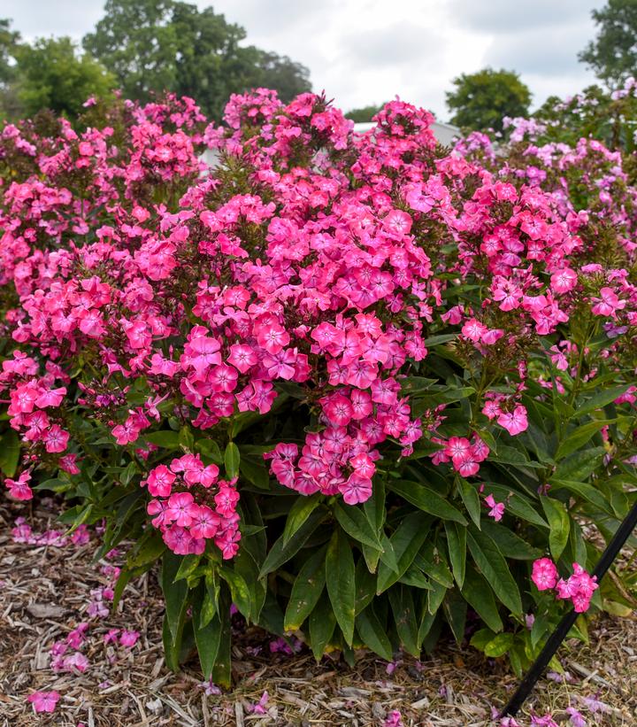 Image credit - Walters Gardens