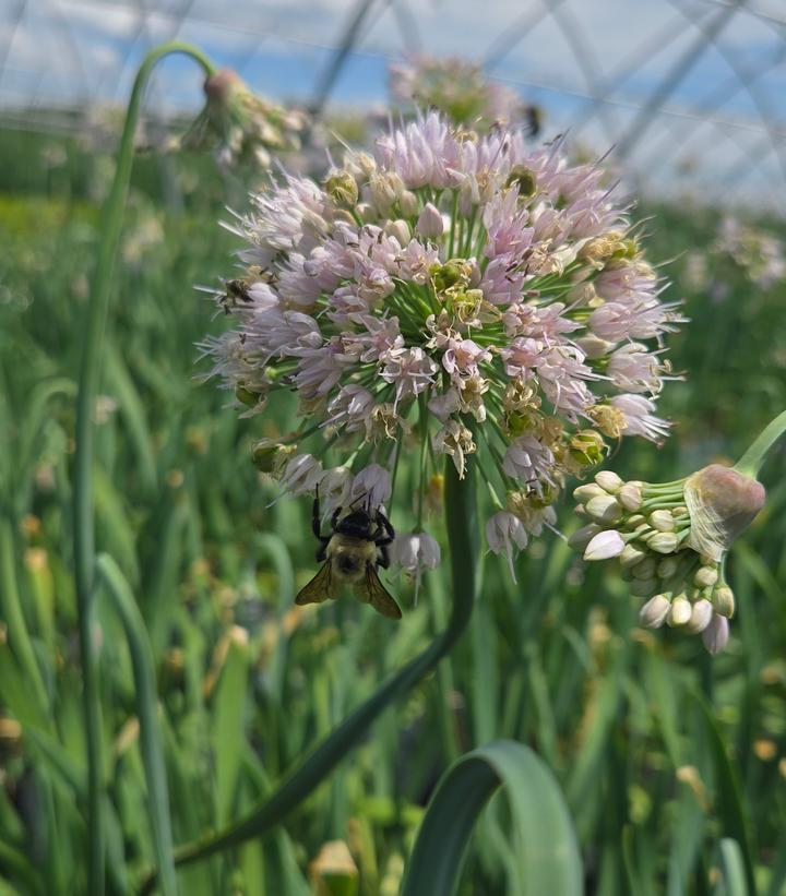 Image Credit: Prides Corner Farms