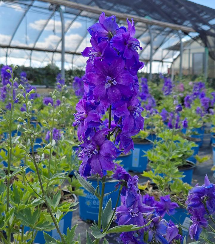 Image Credit: Prides Corner Farms