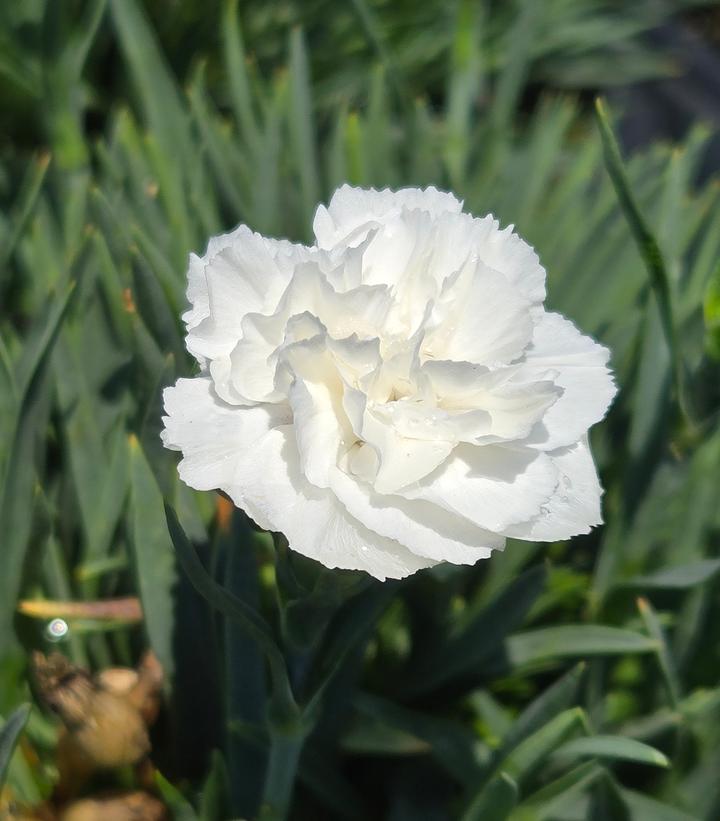 Image Credit: Prides Corner Farms