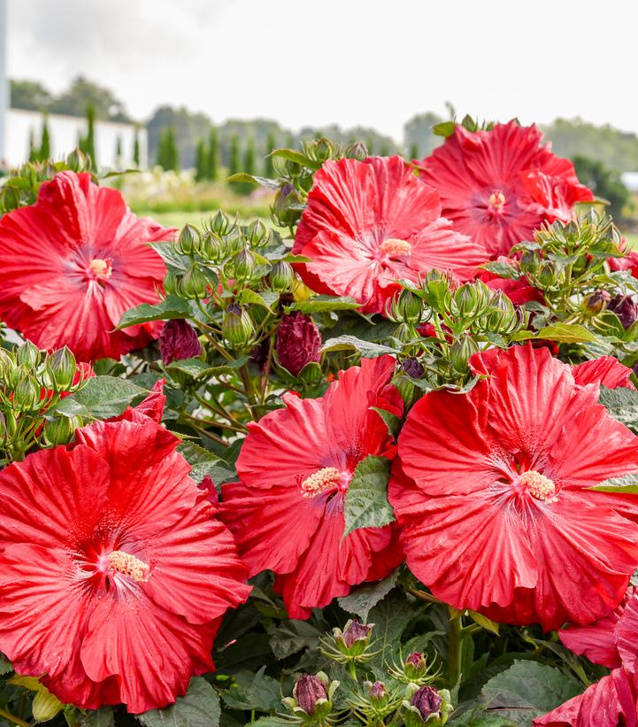 Image Credit: Walters Gardens