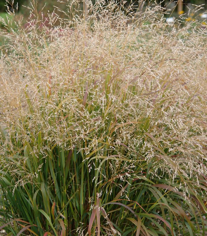Image Credit: North Creek Nurseries