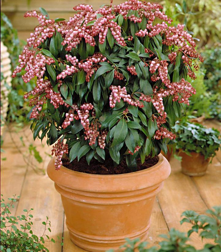Image Credit: Bailey Nursery