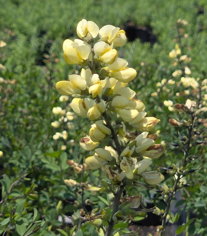 Image Credit: Prides Corner Farms