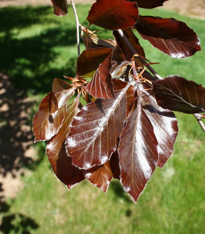 Betula nigra - River Birch courtesy of J. Frank Schmidt & Son Co.