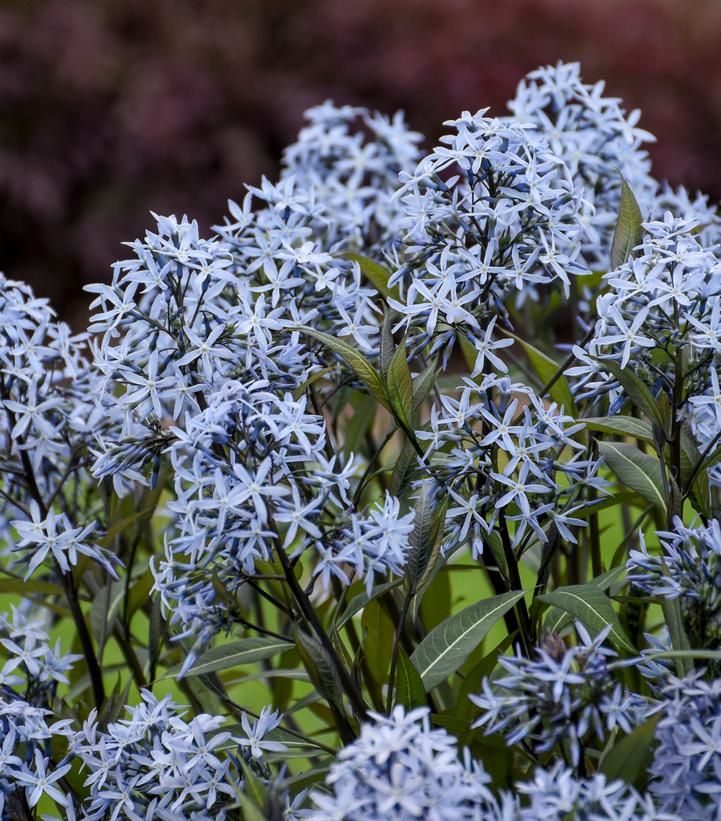 Image Credit: Walters Gardens
