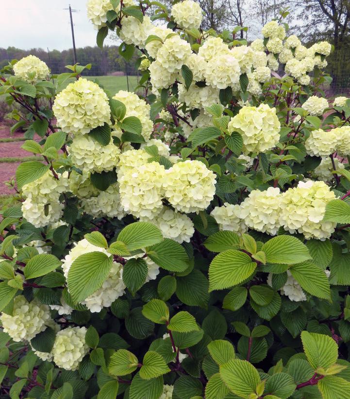Image Credit: Bailey Nursery