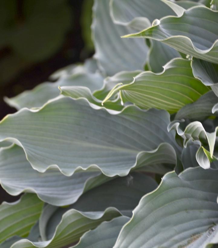 Image Credit: Walters Gardens