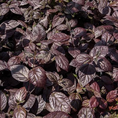 Image courtesy of Star Roses and Plants
