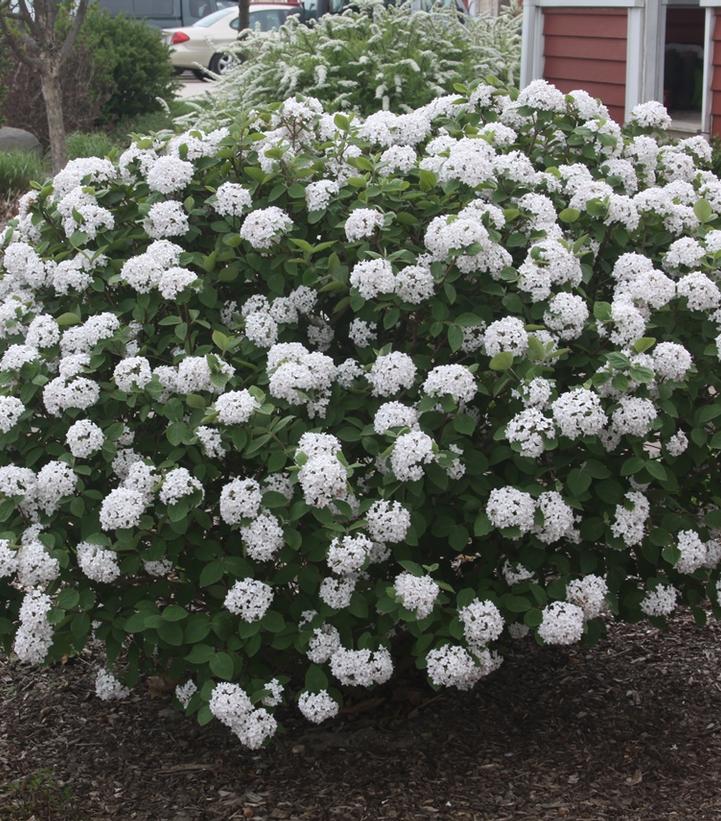 Image Credit: Plants Nouveau