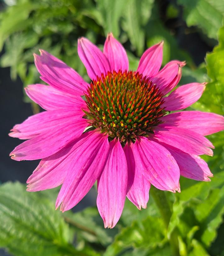 Image Credit: Prides Corner Farms