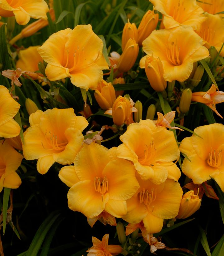 Image Credit: Walters Gardens