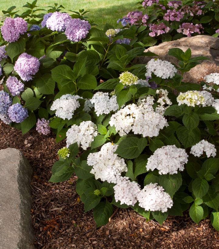 Image Credit: Bailey Nurseries