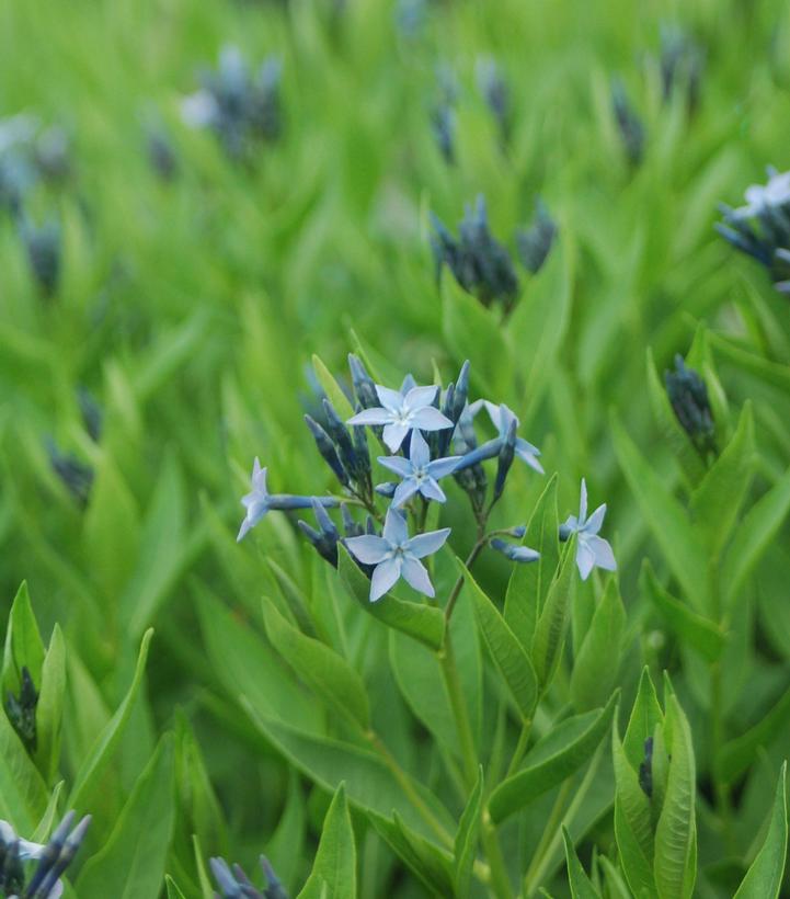 Image Credit: Prides Corner Farms