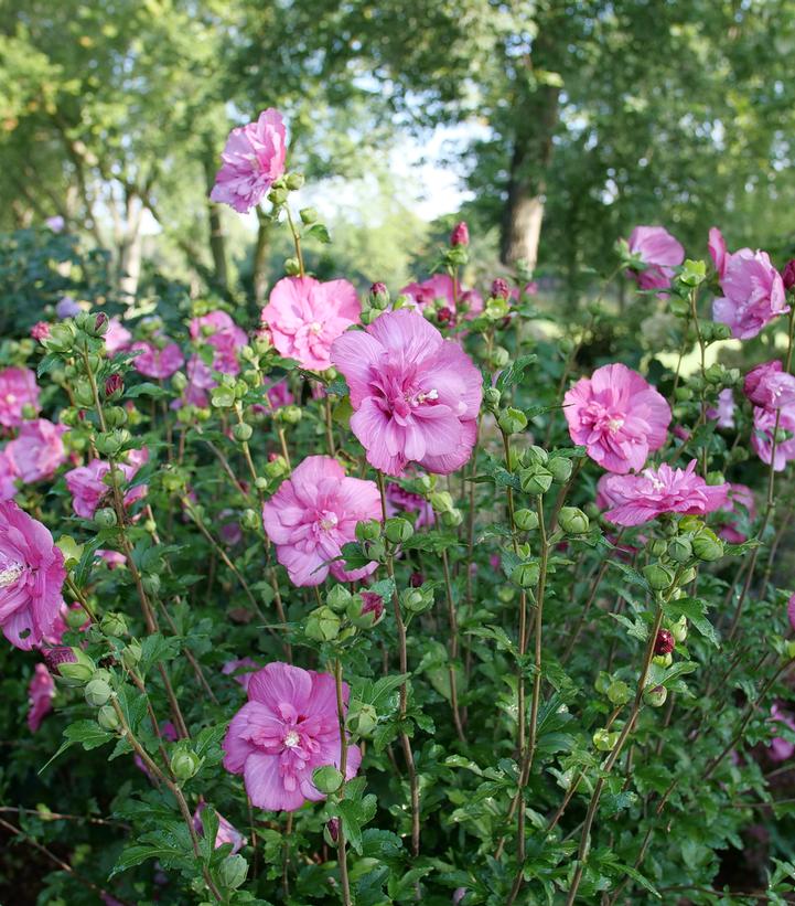 Image Credit: Spring Meadow Nursery
