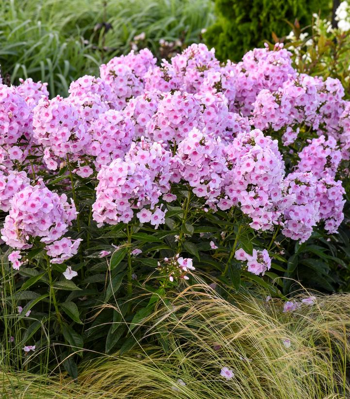 Image Credit: Walters Gardens
