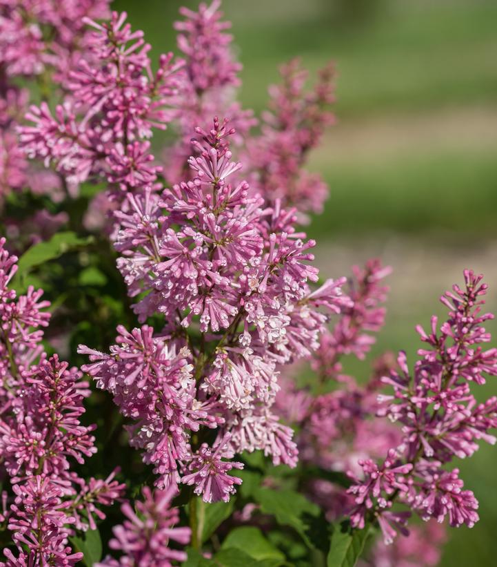 Image Credit: Bailey Nursery