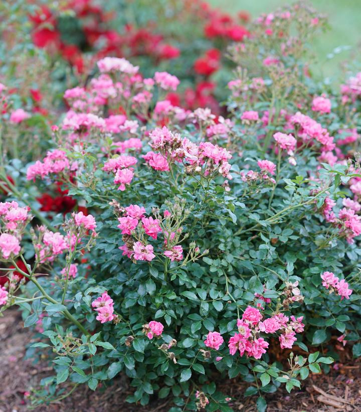 Image Credit: Spring Meadow Nursery