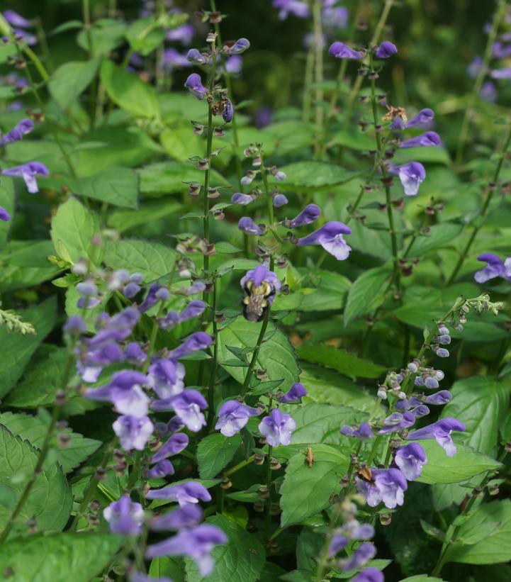 Image Credit: North Creek Nurseries