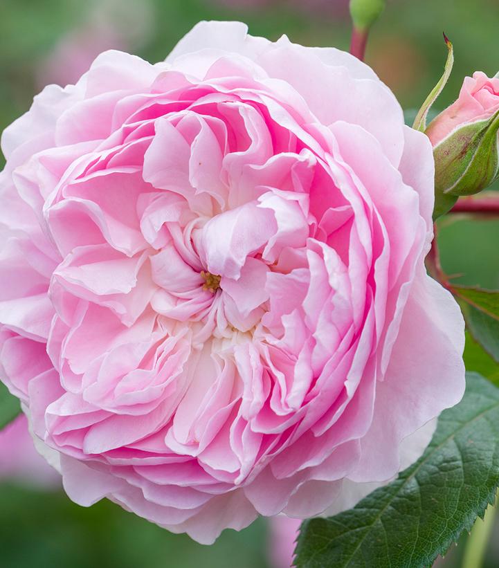 Image Credit: David Austin Roses