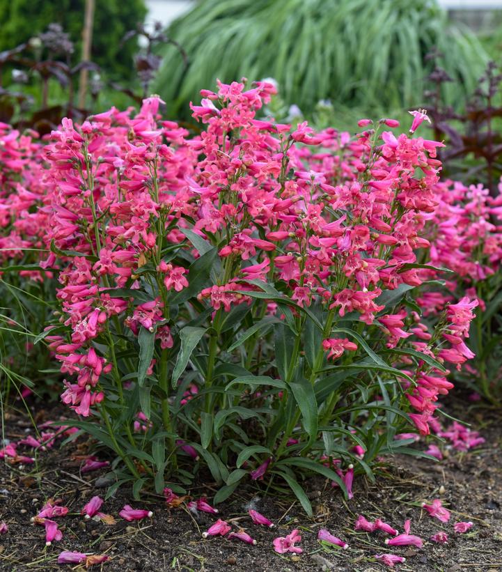 Image credit - Walters Gardens
