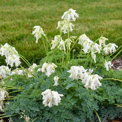 Dicentra x 'White Diamonds'