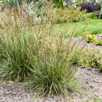 Festuca arundinacea 'Perfect Edging'