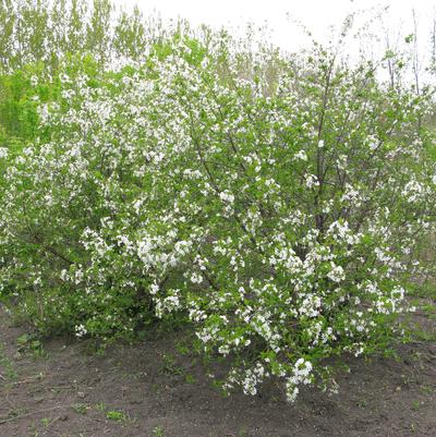 Prunus x Romance 'Carmine Jewel'
