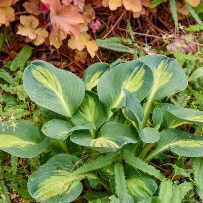 Hosta x 'Mouseketeer'