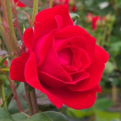 Rosa Knock Out® Double Knock Out®