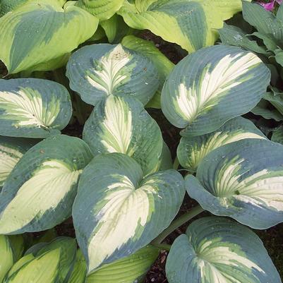 Hosta x Shadowland® Shadowland® 'Hudson Bay'