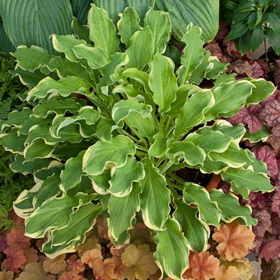 Hosta x Shadowland® Shadowland® 'Wheee!'