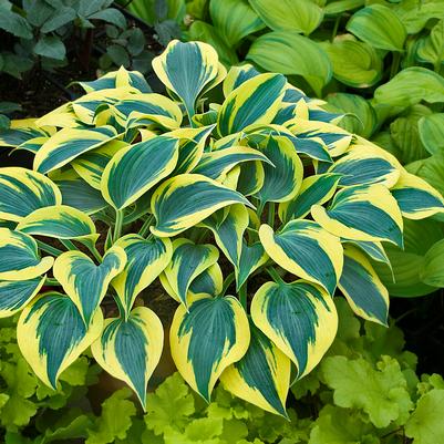 Hosta x Shadowland® Shadowland® 'Autumn Frost'