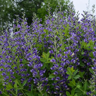 Baptisia x Decadence® Decadence® 'Blueberry Sundae'