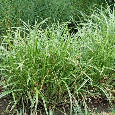 Carex morrowii Ice Dance