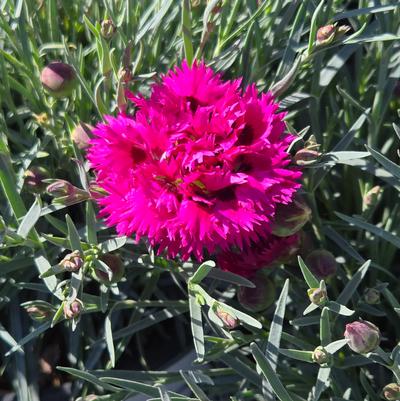 Dianthus x Fruit Punch® Spiked Punch