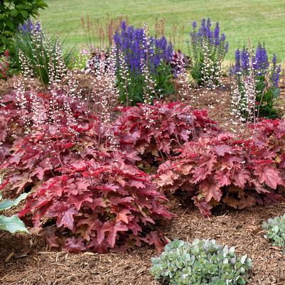 Heucherella hybrid Fun and Games® Fun and Games® Red Rover