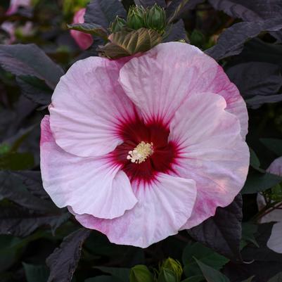 Hibiscus x Summerific® Perfect Storm
